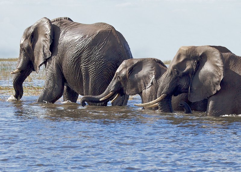 Elephants Walking Out Of Chobe River.jpg :: Elephants are walking out of the Chobe River.