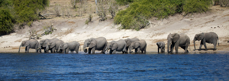 Elephants at Chobe River Bank.jpg :: Elephants gather at the bank of the Chobe River in Botswana.