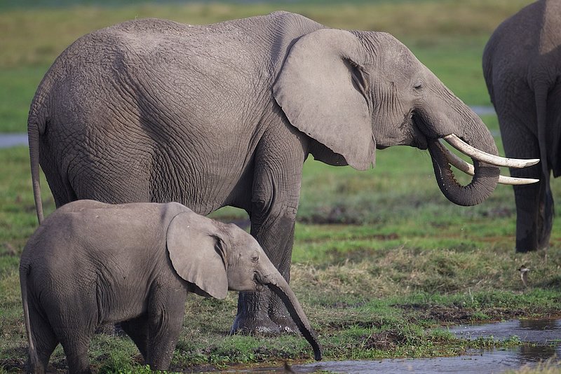 Elephants in Amboseli Marsh.jpg :: Elephant and young drinking water at the marsh.