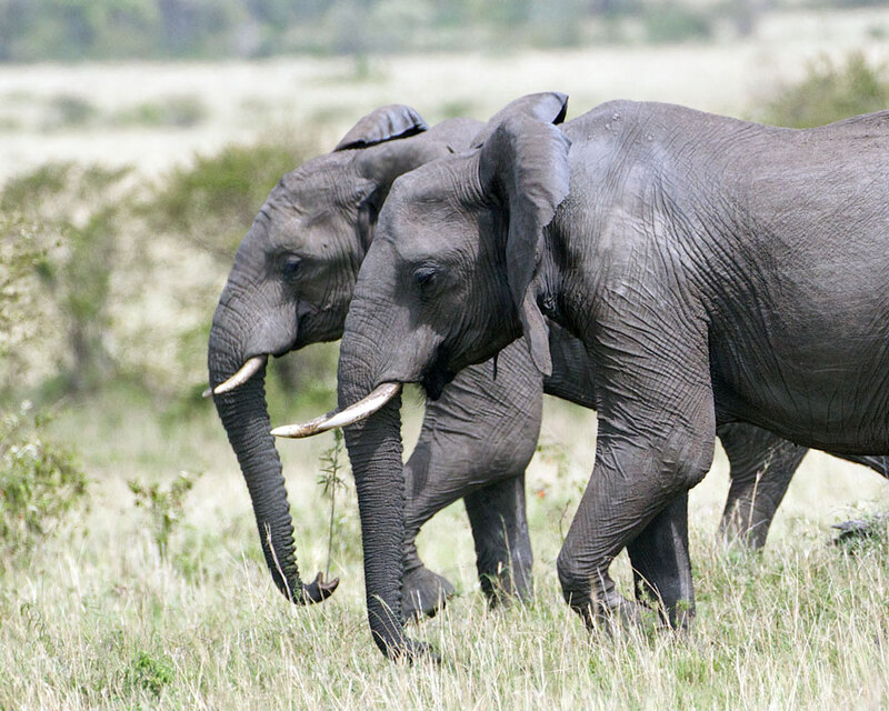 Elephants in Rhythm.jpg :: 2 elephants walking in rhythm  