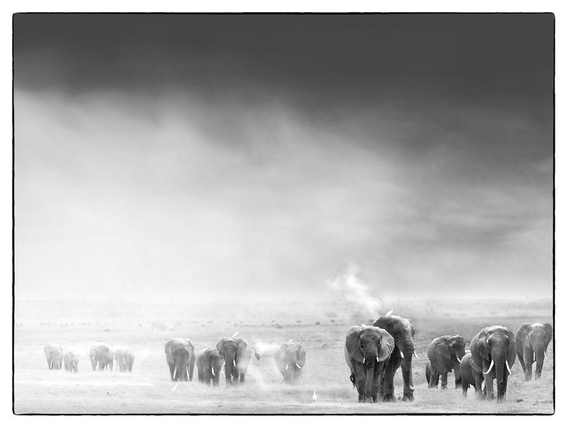 Elephants-In-The-Amboseli-DustNIK2.jpg