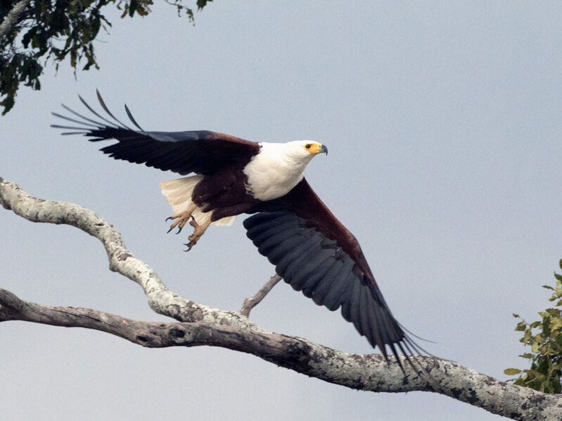 Fish-Eagle-taking-flight.jpg :: Fish-Eagle-taking-flight