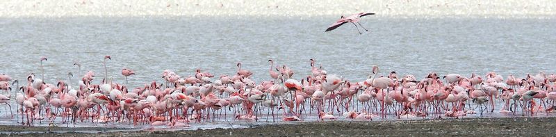 Flamingos Panoram 259A1459.jpg :: Flamingos in Ngorongo crater. 