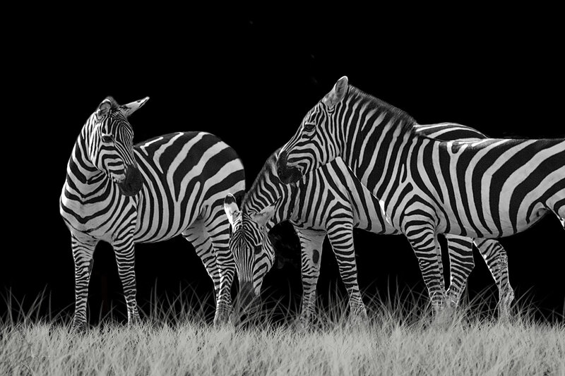 Friends With Stripes.jpg :: 3 high contrast B&W image of zebra grazing