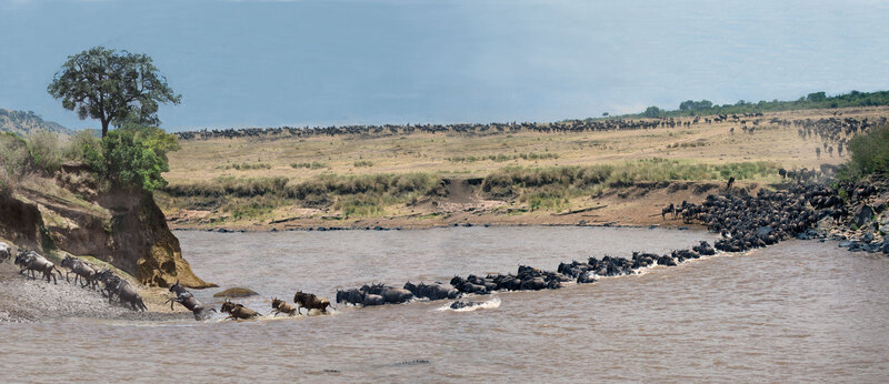 Full Panoramic view of The Great Migration.jpg :: Wide angle view of the shallow and rocky portion of the Mara River. Large number of Wildebeests can be seen on the horizon. Approximately 2 million cross during this annual migration as they are heading south.  (Note: special order only -due to size)