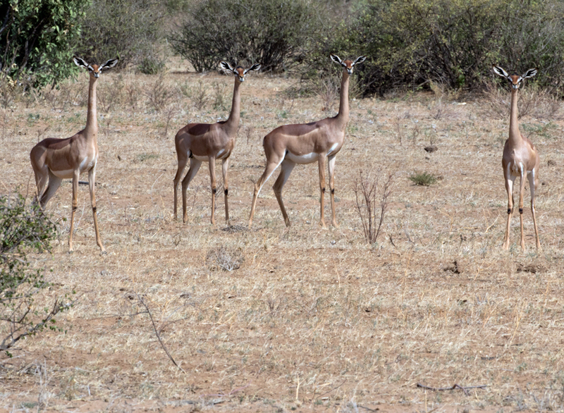 Gerenuk Females.jpg :: Group of gernuk females in Samburu