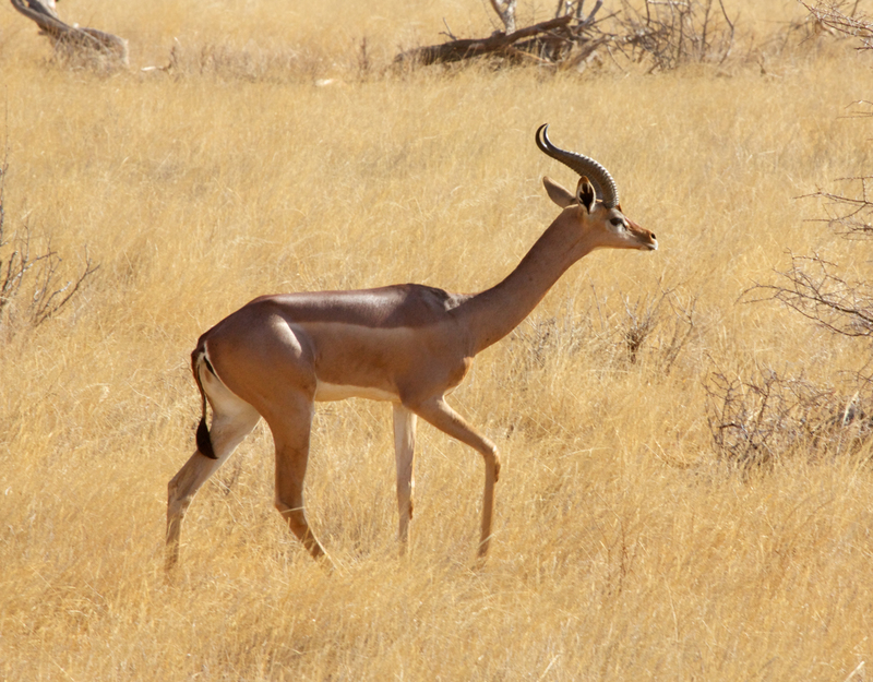 Gerenuk Male.jpg :: Gerenuk male walking on grasslands of Samburu