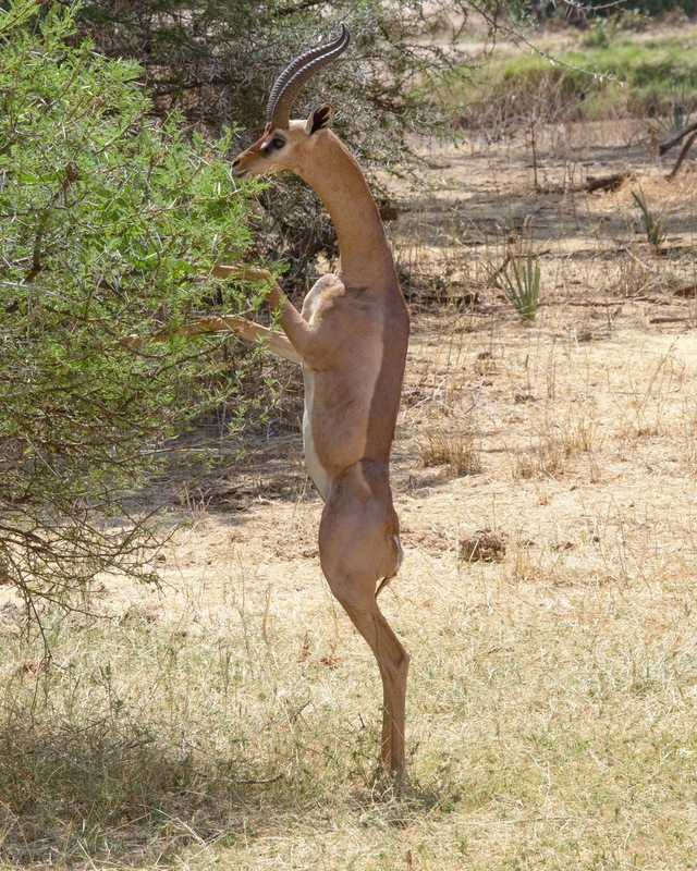 Gerenuk standing.jpg :: Gerenuk standing on back legs while grazing