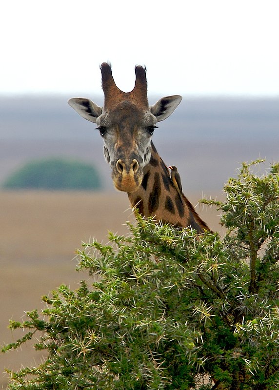 Giraffe And Bird (color version).jpg :: An oxpecker bird is siting on the neck of this giraffe. The oxpeckers eat ticks and other parasites found on giraffes