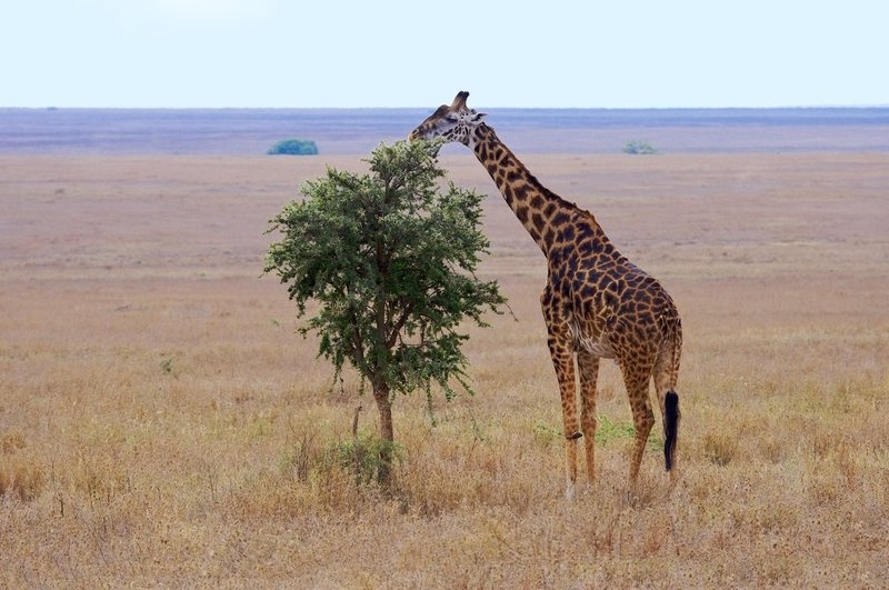 Giraffe Grazing on Serengeti Plains.jpg :: Giraffe Grazing on Serengeti plains