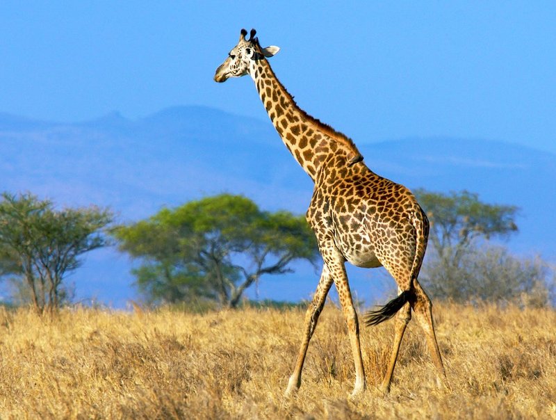 Giraffe On Serengeti Plains.jpg :: Giraffe On Serengeti Plains