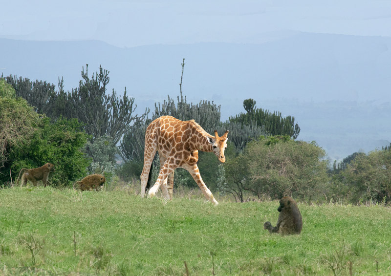 Giraffe Stooping to View Baboons.jpg :: Giraffe stooping down to view baboon mother and young