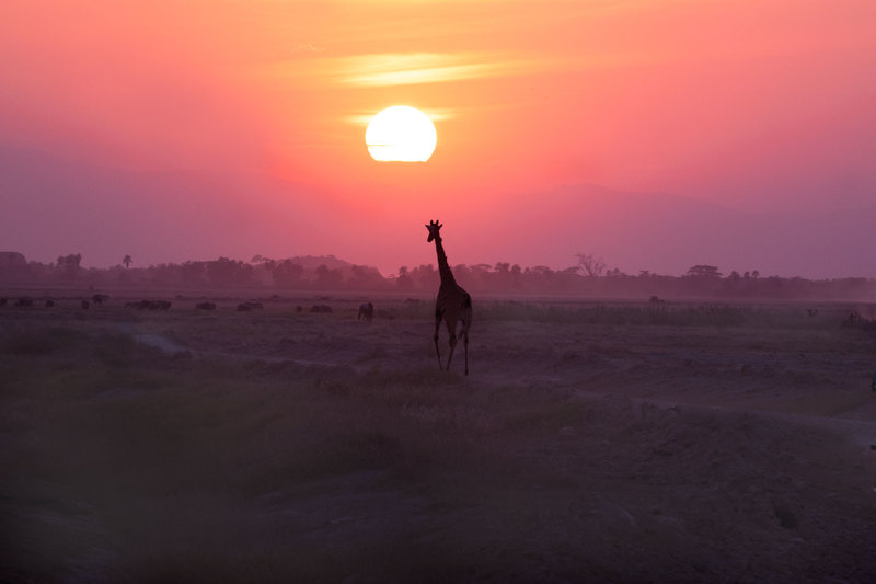 Giraffe Walking In Sunset 5L2A9395.jpg :: A solitary giraffe is walking into the sunset in Amboseli Kenya