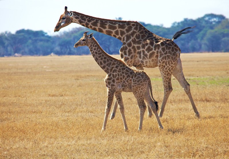 Giraffe and Son Walking in Hwange Zimbabwe.jpg :: Giraffe and Son Walking in Hwange Zimbabwe