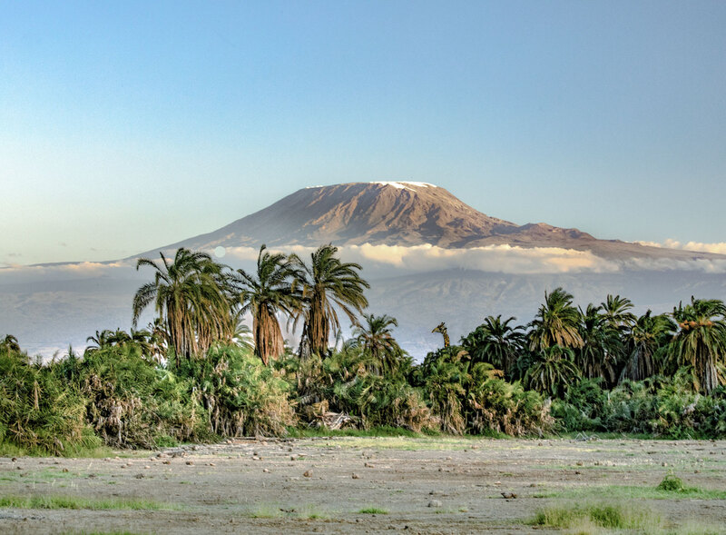 Giraffe grazing in the palms with Mt Kilimanjaro in background.jpg :: Giraffe grazing in the palms with Mt Kilimanjaro in background