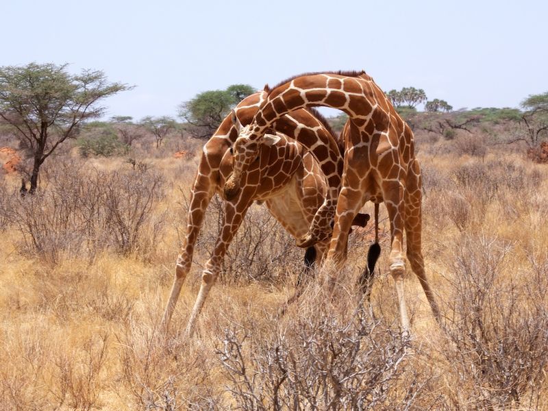 Giraffe males in battle-color version.jpg :: Giraffe males in combat 