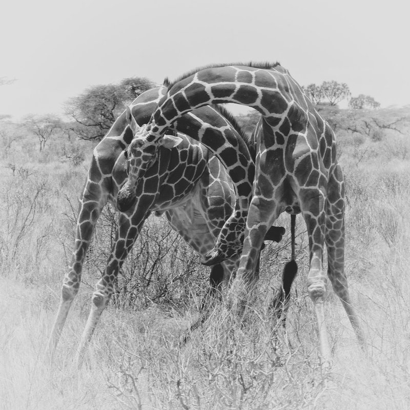 Giraffe males in battle-pose 2 -BW version.jpg :: giraffe males necking