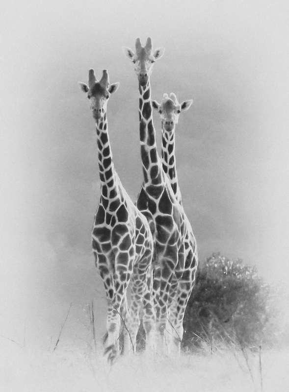 Giraffe-Family-Of-Three BW version.jpg :: Same image as previous image but a B&W version.
