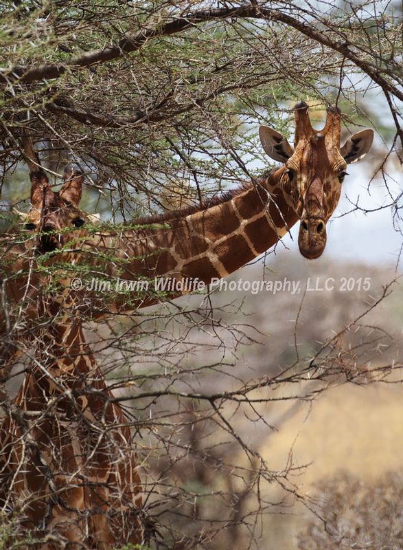 Giraffe-Poking-Head-From-Tree.jpg :: Giraffe mother is poking her head around bush while infant is hiding 