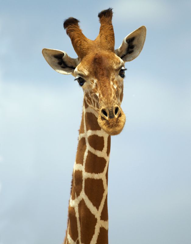 Giraffe-Portrait.jpg :: Retuculated giraffe close up.