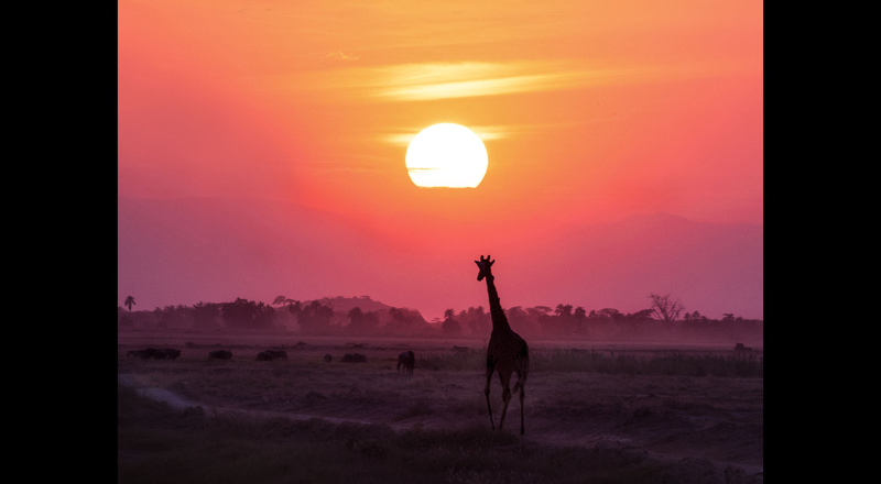 Giraffe-Walking-Into-Sunset-.jpg :: A solitary giraffe is walking in the direction or the sunset on the horizon in Amboseli Kenya.