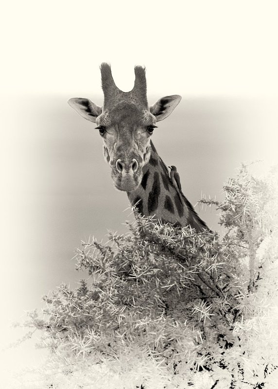 Giraffe-and-Bird-(BW version).jpg :: An oxpecker bird is siting on the neck of this giraffe. The oxpeckers eat ticks and other parasites found on giraffes