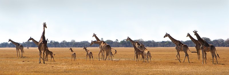 Giraffe-group walking in Hwange Zimbabwe.jpg ::  Giraffes walking across grasslands of Hwange Zimbabwe