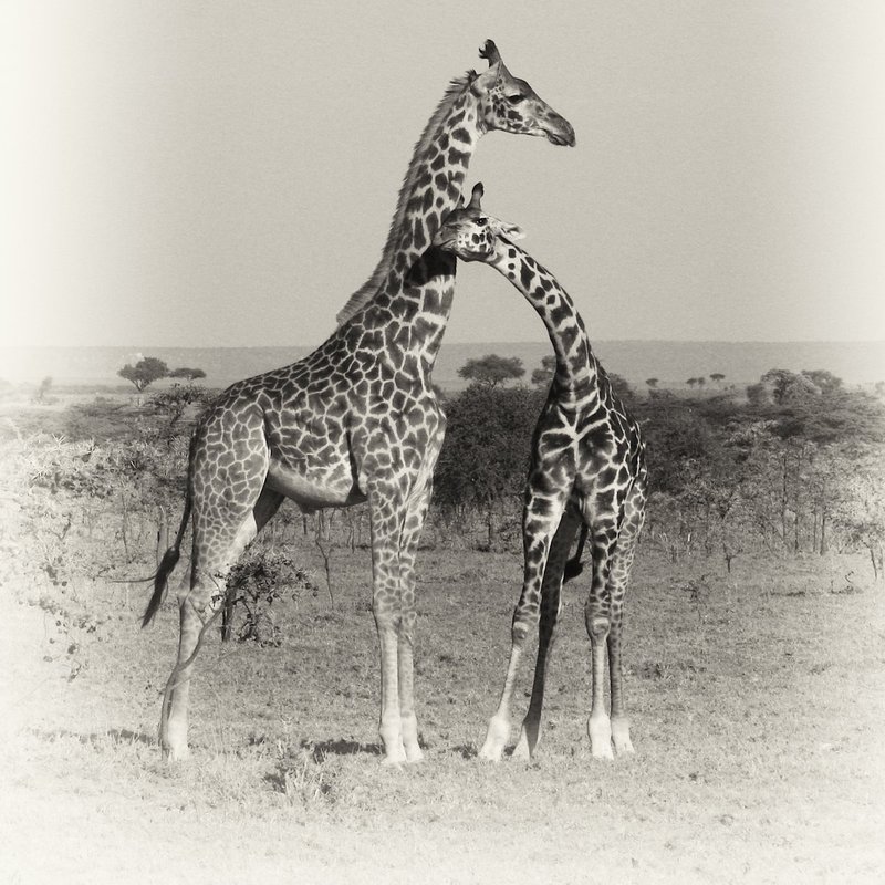 Giraffe-male-bidding-goodbye-to-son-BW version.jpg :: Same as previous image in black and white 