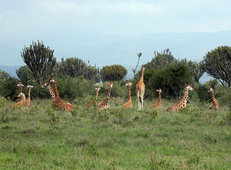 Giraffes Resting 164A154812.jpg :: Giraffes resting but still on alert for predators with one member standing and others all watching different directions.