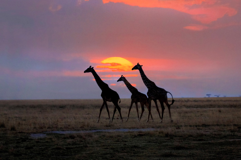 Giraffes Walking At Sunset164A5308.jpg :: Giraffes Walking At Sunset