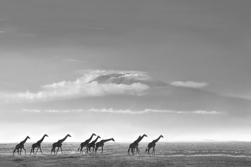 Giraffes with Mt Kilimanjaro in background.jpg :: A large group of giraffes are walking on the flat lands of Amboseli Kenya with Mt Kilimanjaro in backgound.