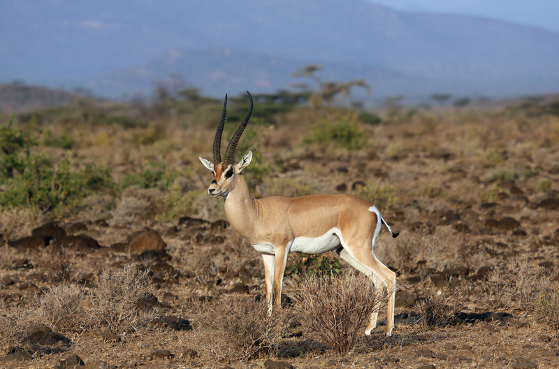 Grants Gazelle.jpg :: Grant's gazelle in tsavo West
