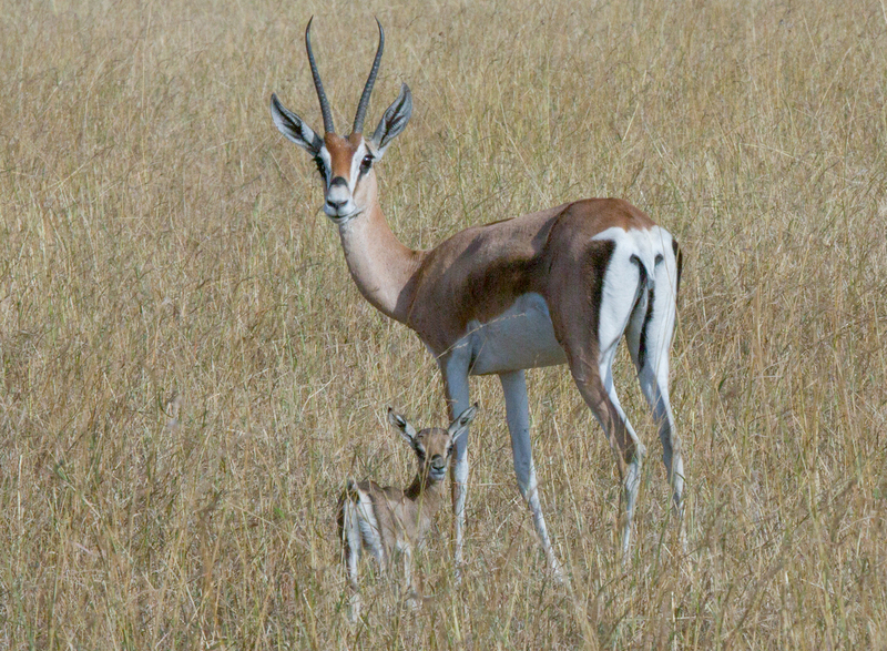Grants-Gazelle and Newborn 164A3301.jpg :: Grant's gazelle with newborn