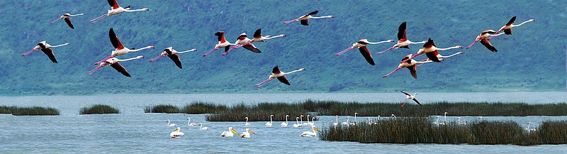 Greater Flamingo in Flight Elementatia Lake.jpg :: Greater flamingos in flight over Lake Elementatia