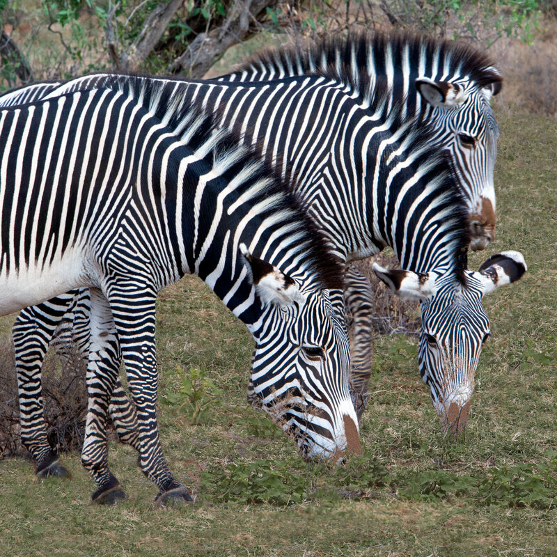 Grevy Zebra Group Grazing square CN4F5091-.jpg :: Grevy zebra group grazing in Samburu Kenya