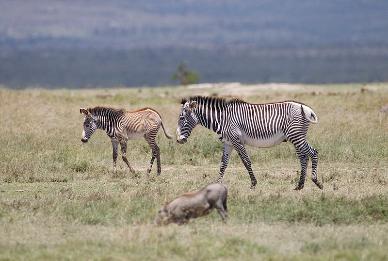 Grevy Zebra Mother and Young.jpg :: A Grevy mother and newborn grazing in Oh Pajeta Kenya