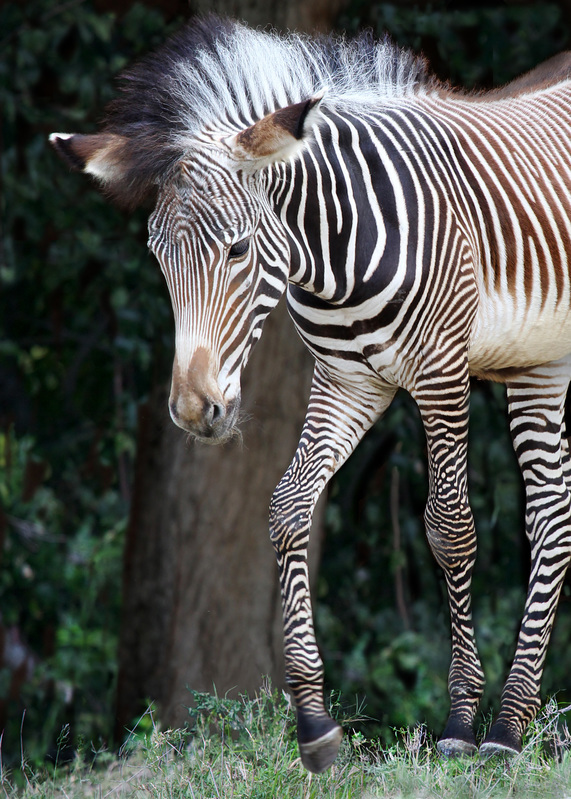 Grevys Young Walking.jpg :: A young Grevy's zebra is walking near wood area.