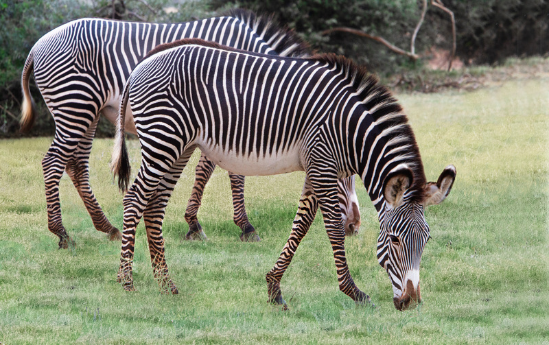 Grevys Zebra Grazing on Rich Grassland of Samburu CN4F5005.jpg :: Grevy's zebra are grazing on the rich grassland of Samburu