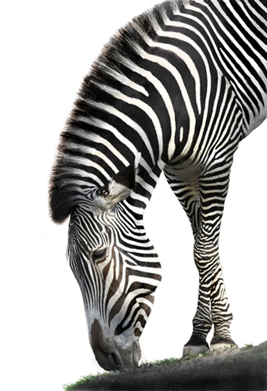 Grevys Zebra Reaching Down-BW version 2.jpg :: zebra,grevys zebra