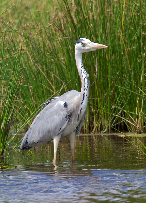 Grey Heron-Serengeti-259A1623.jpg :: Grey heron in shallows