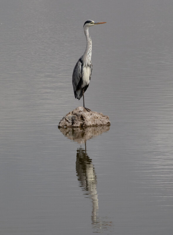 Grey-Heron 5L2A4673.jpg :: Grey Heron on Rock in water in Amboseli 