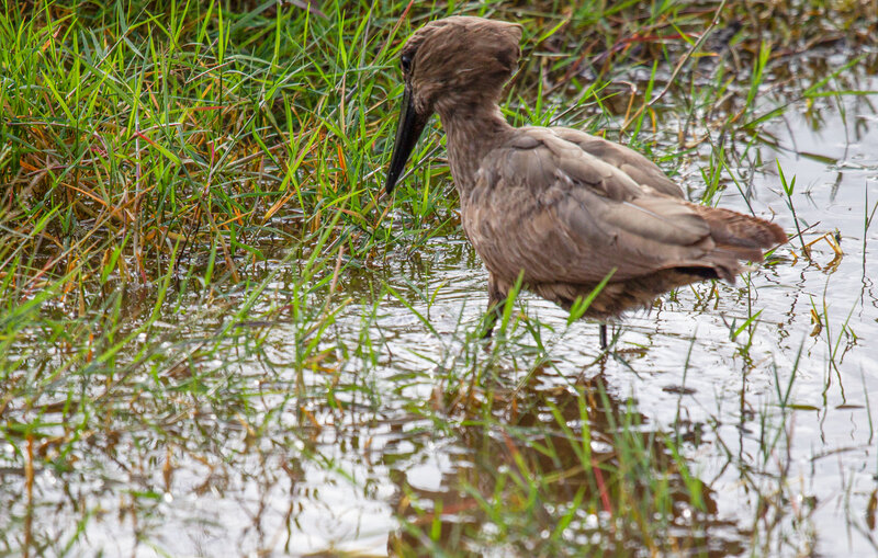 Hamerkop CN4F4549.jpg :: Hamerkop wading in shallows