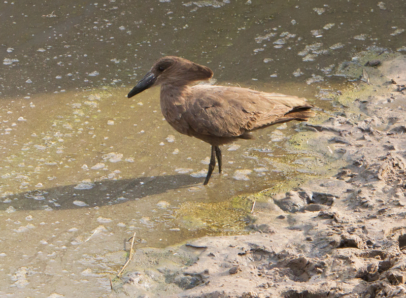 Hamerkop-2.jpg :: Hamerkop is fishing at stream