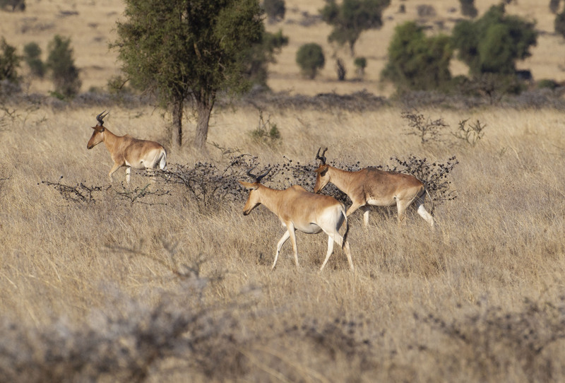 Hartebeest Family CN4F3446.jpg :: Hartebeest family grazing