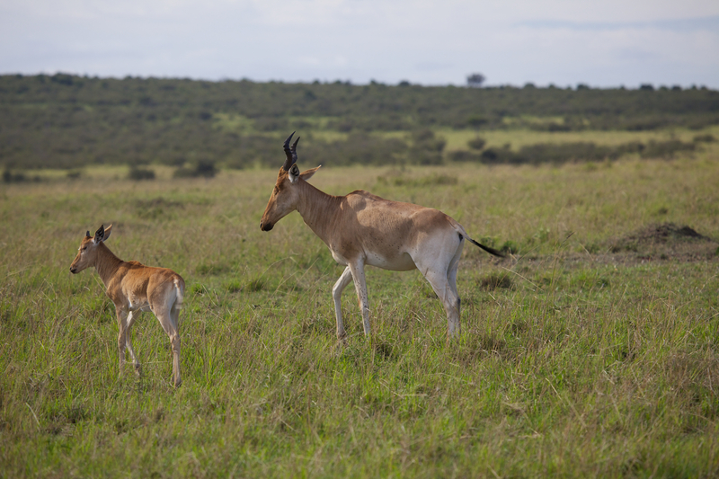 Hartebeest Mother and Young IMG_5171.jpg :: Hartebeest mother with young