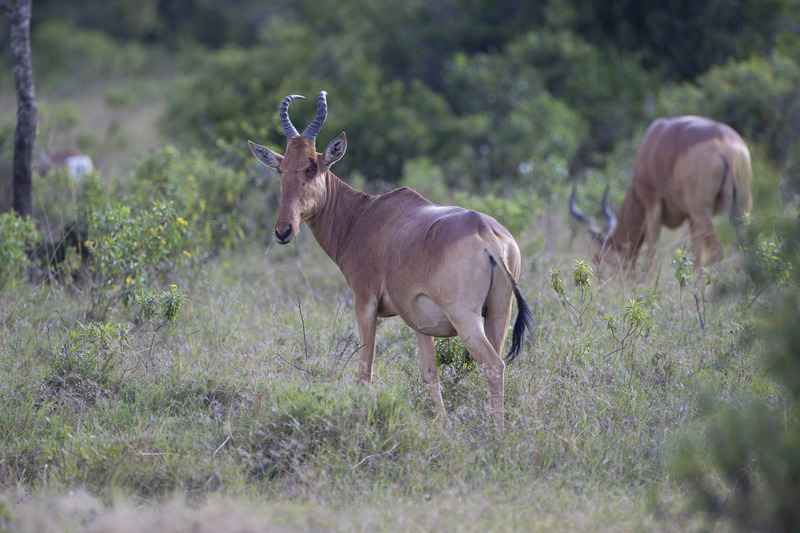 Hartebeest male CN4F1918.jpg :: Hartebeest male