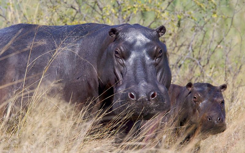 Hippo And Baby On Land- color version.jpg :: Mother hippo is walking on grass with young in Namibia.