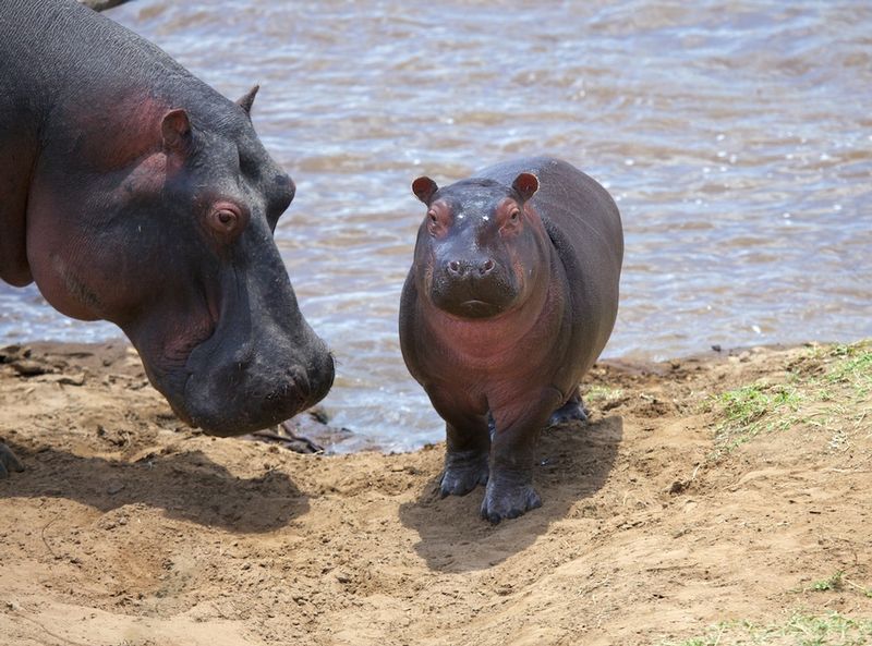 Hippo Baby On Shore.jpg :: Hippo mother is watching her young on the shore.