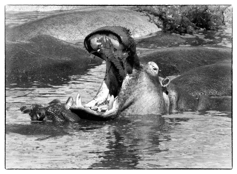 Hippo Giving a Warning -BW version.jpg :: Hippo mother giving a warning to others as she protects her young.