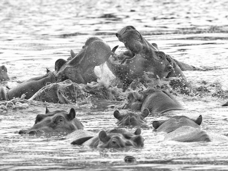 Hippo Males In Combat  -black and white version.jpg :: Hippo males in combat in Namibia.